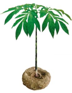 glucomannan plant