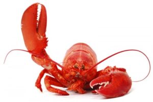 lobster