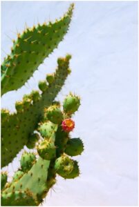 Nopal clinical studies