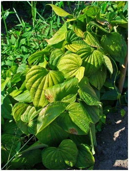 Jam Root Wild Yam Root: How it Works, Benefits, Clinical Studies And Side Effects