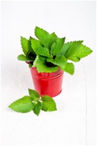 benefits of nettle leaves