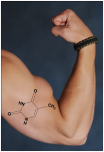 Build Your Body Muscles